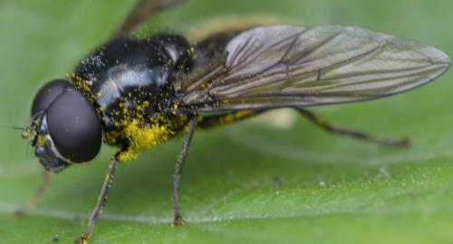 Cheilosia sp.